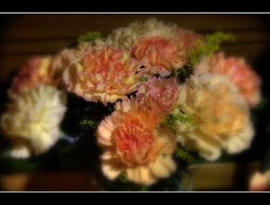 carnations-2